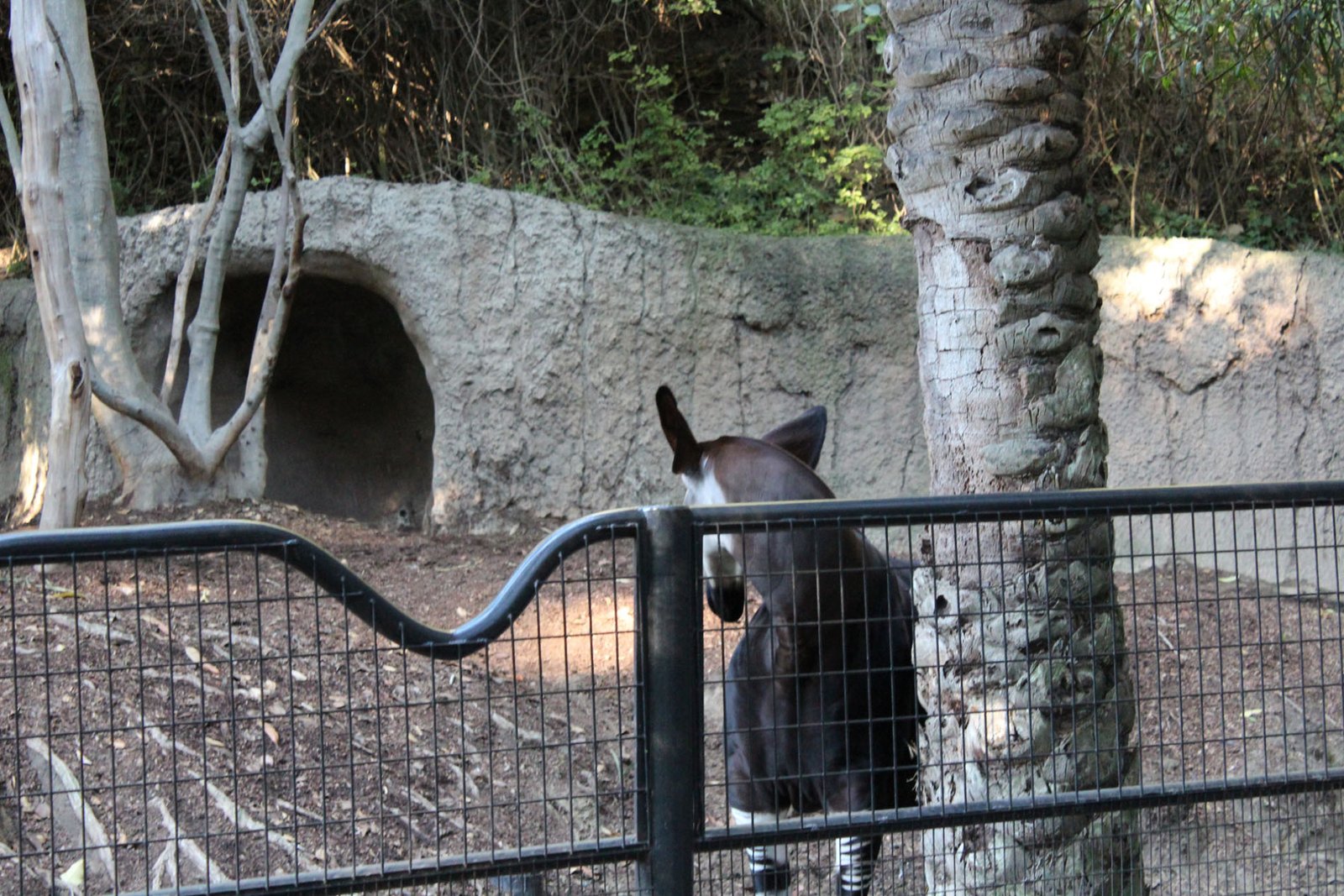 San Diego Zoo Part II 118